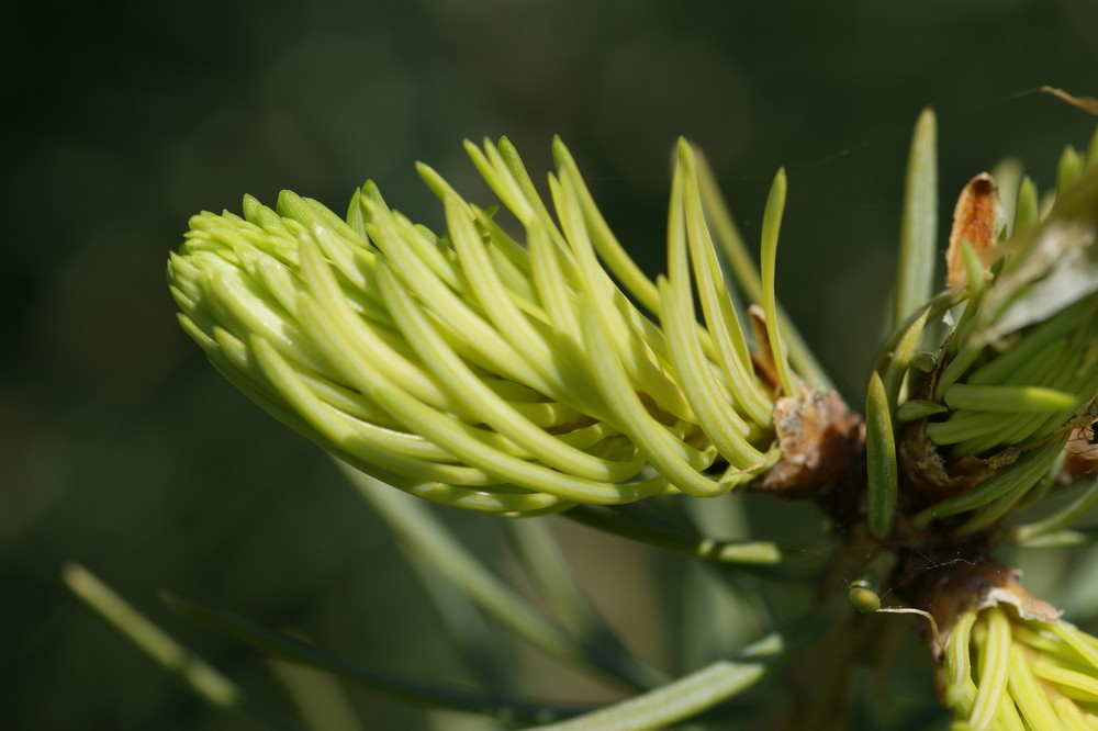 Lärchenblüte