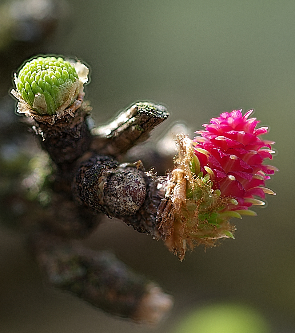 Lärchenblüte