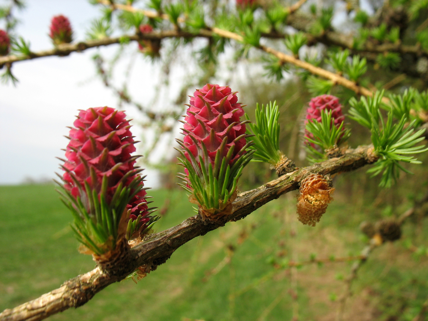 Lärchenblüte