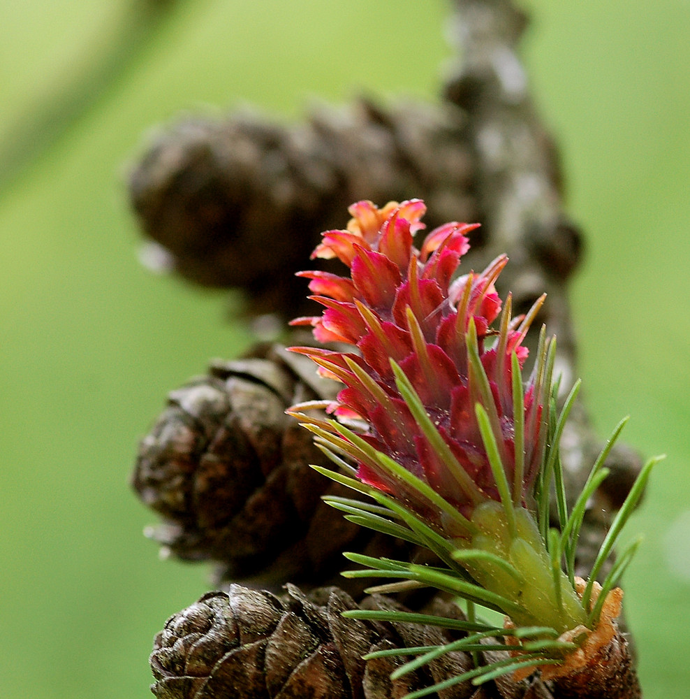 Lärchenblüte