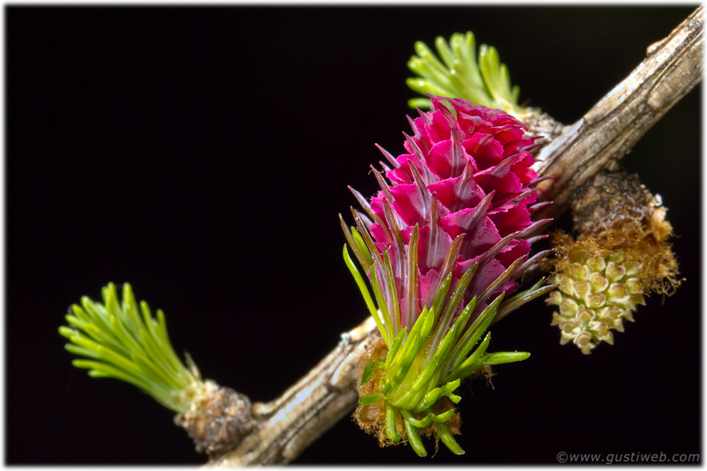 Lärchenblüte