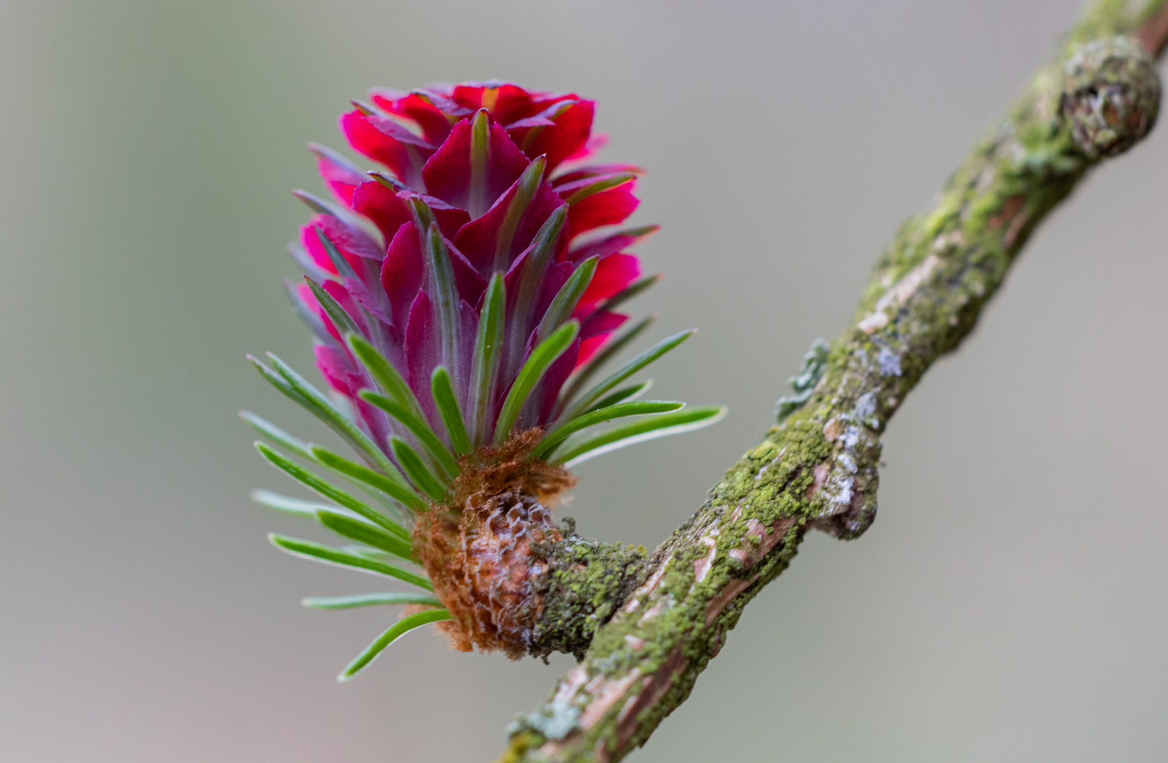 Lärchenblüte ( Larix decidura)