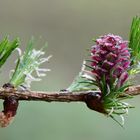 Lärchenblüte mit Tau