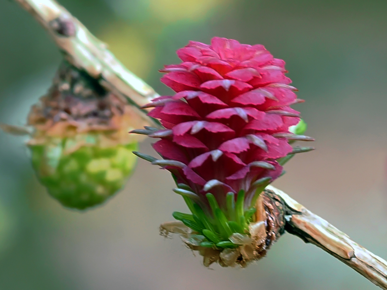 Lärchenblüte Weibl.