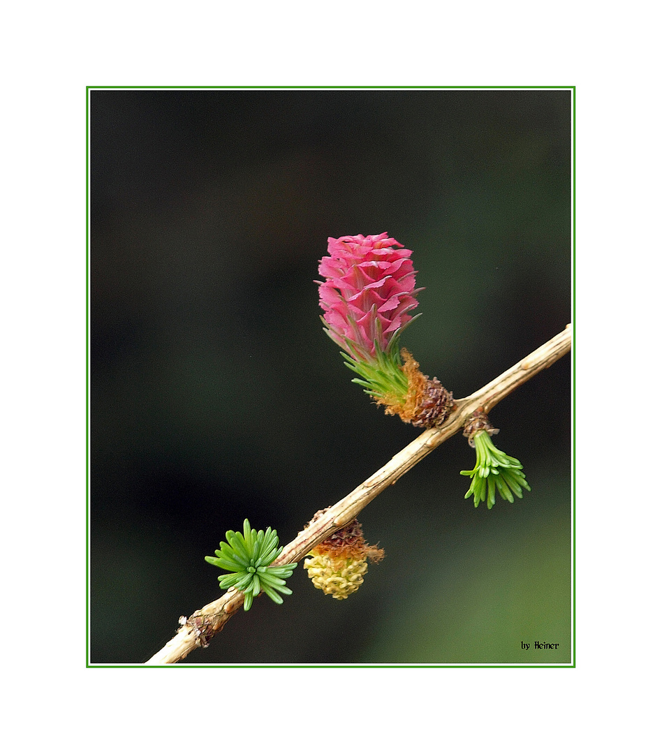 Lärchenblüten