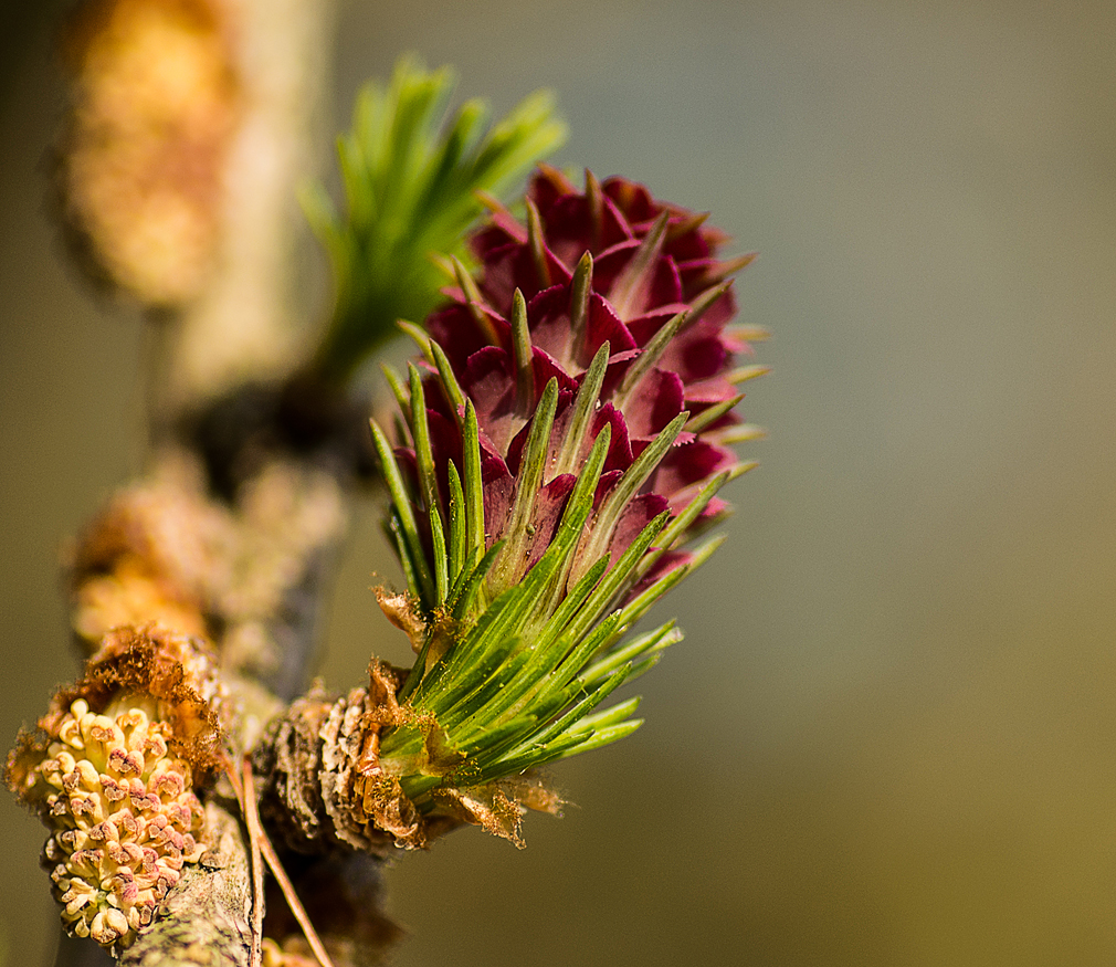 Lärchenblüten