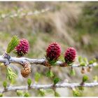 Lärchenblüten