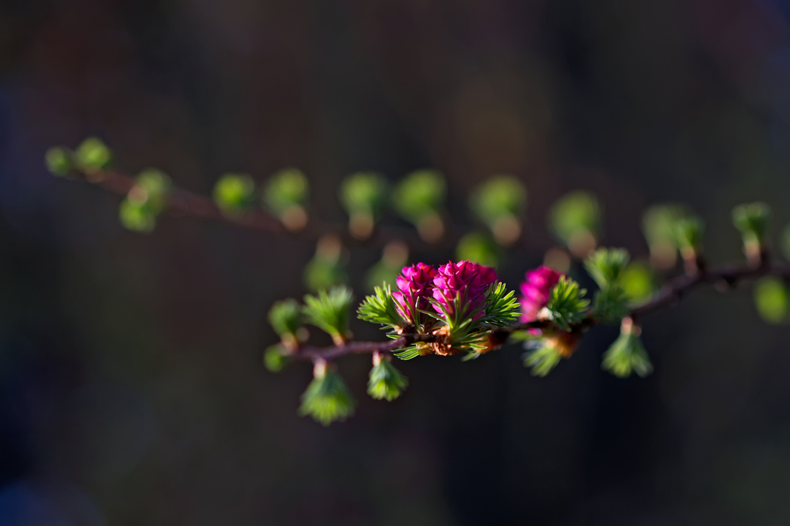 Lärchenblüten.