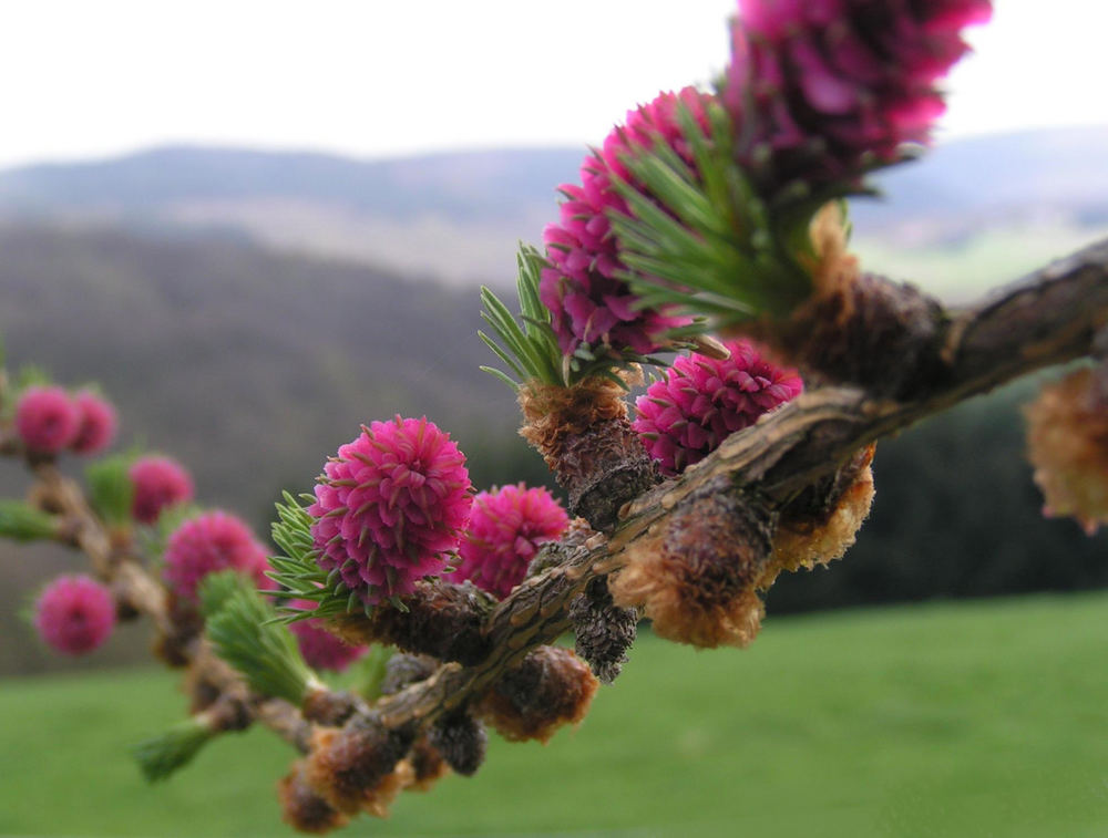 Lärchenblüten