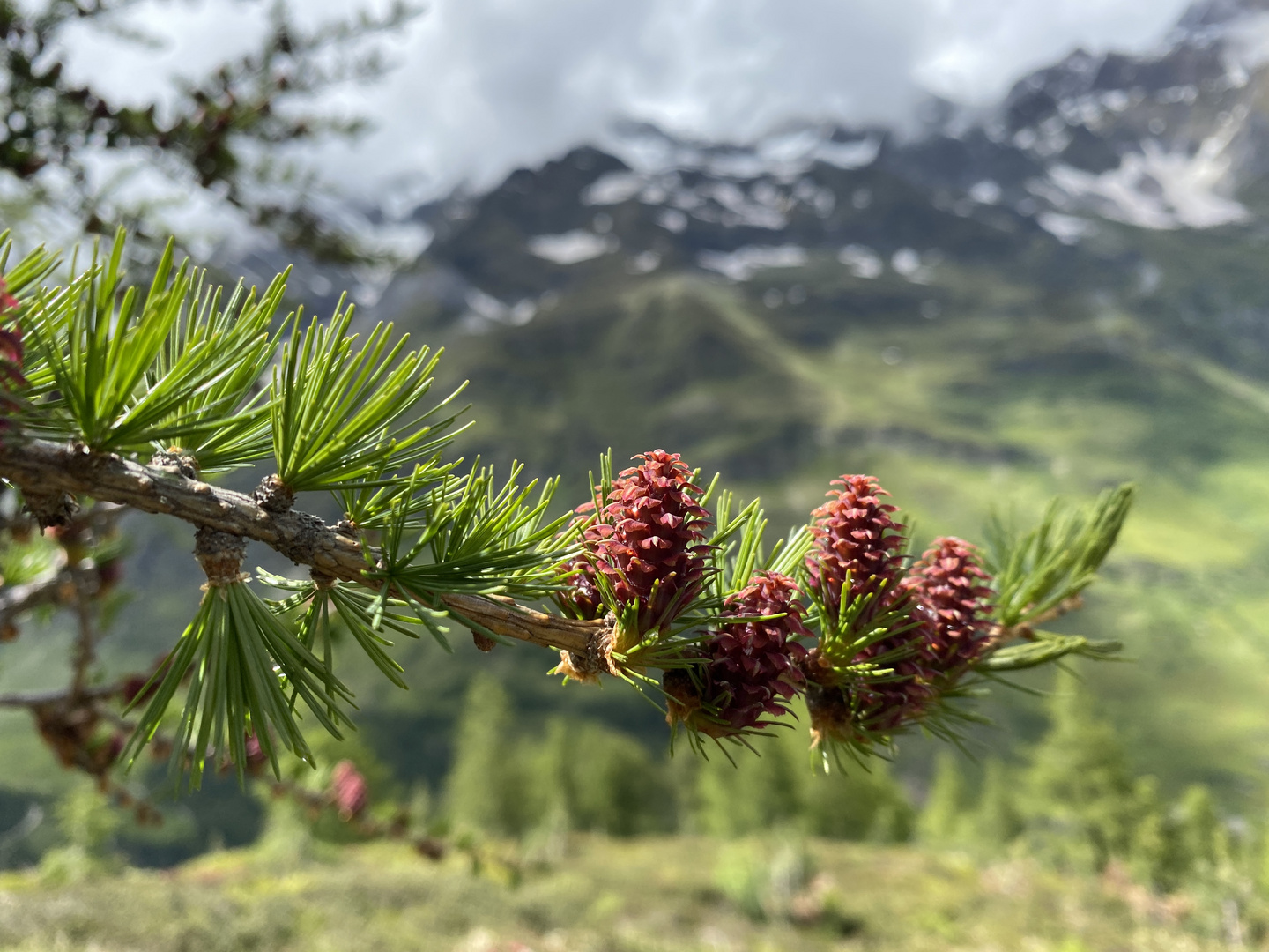 Lärchenblüten