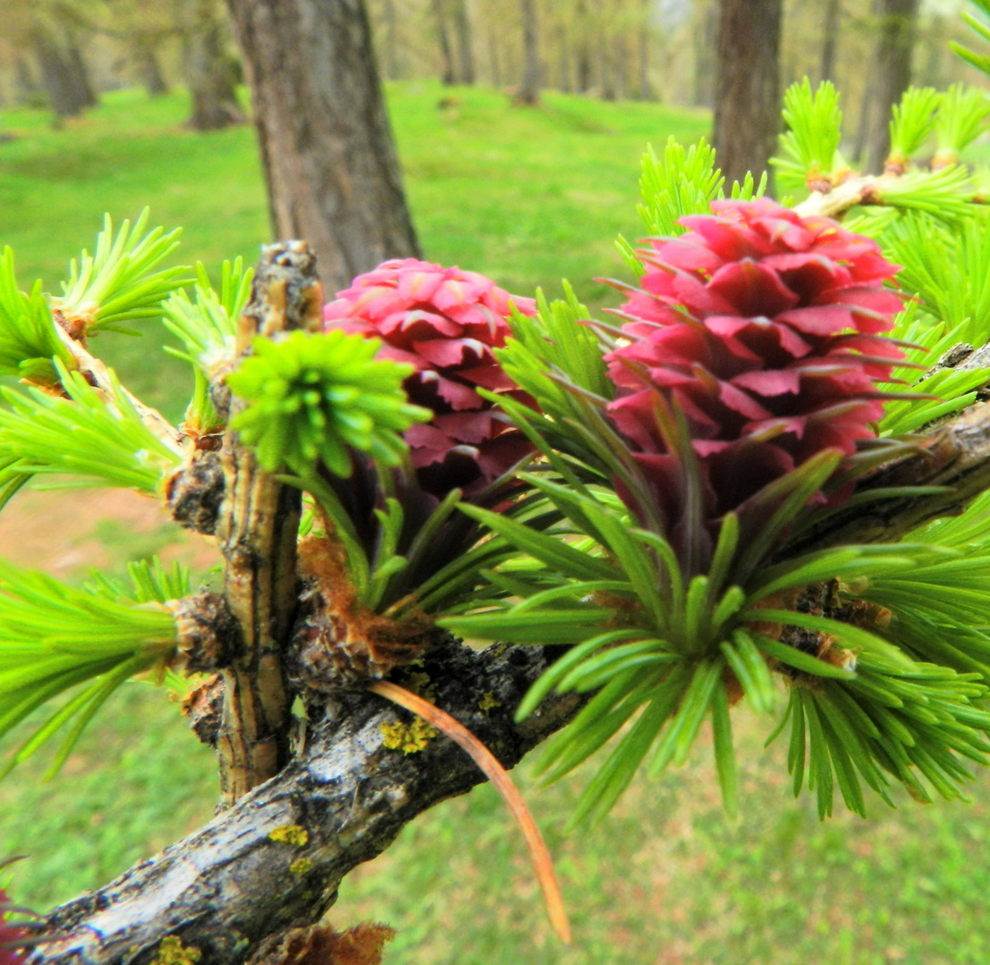 Lärchenblüten