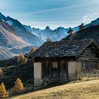 Lärchenfärbung im Engadin