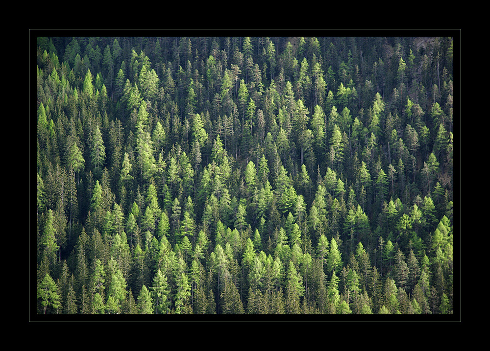 Lärchenfrühling