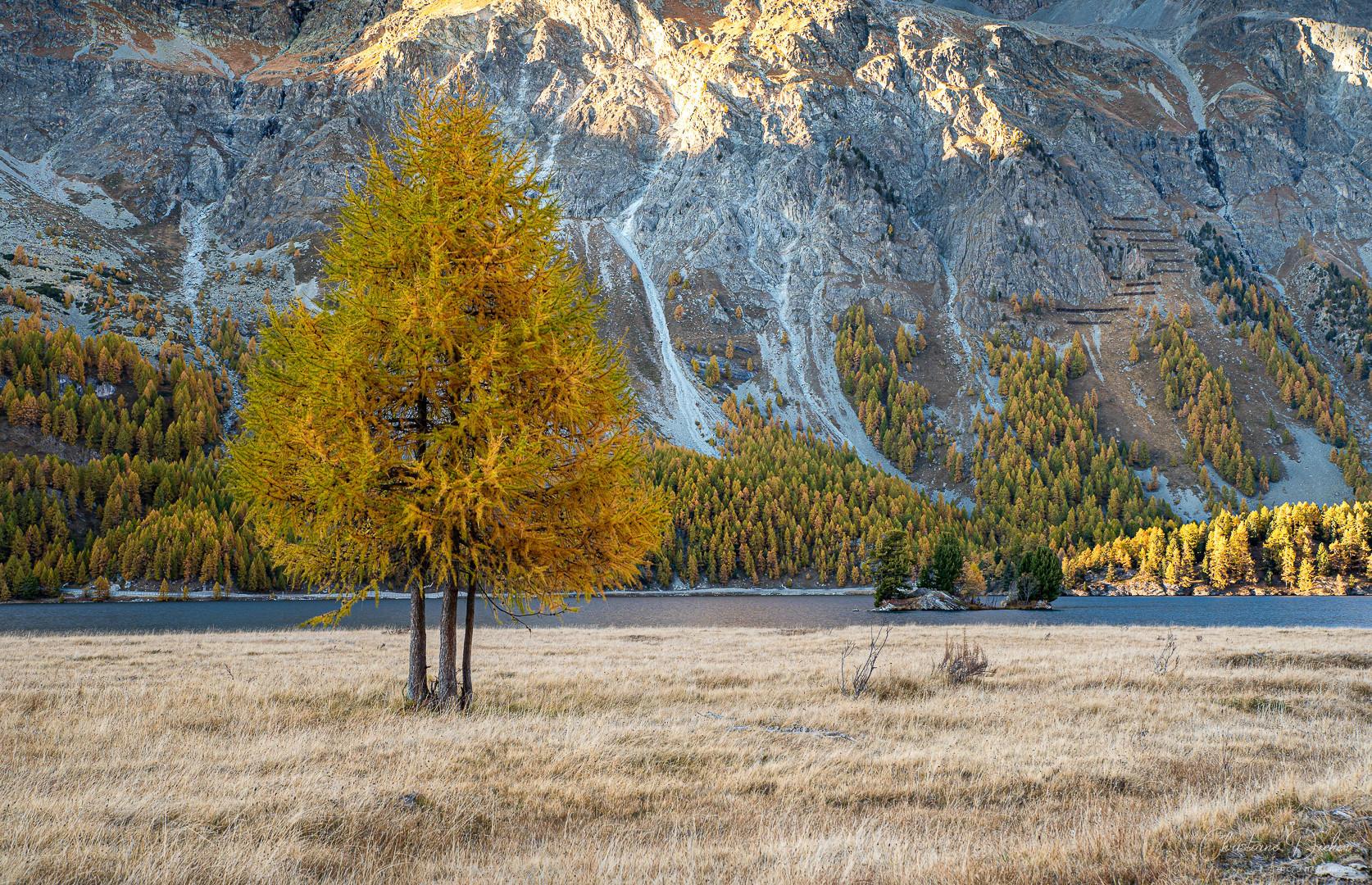 Lärchengold im Engadin