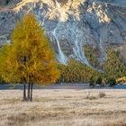 Lärchengold im Engadin