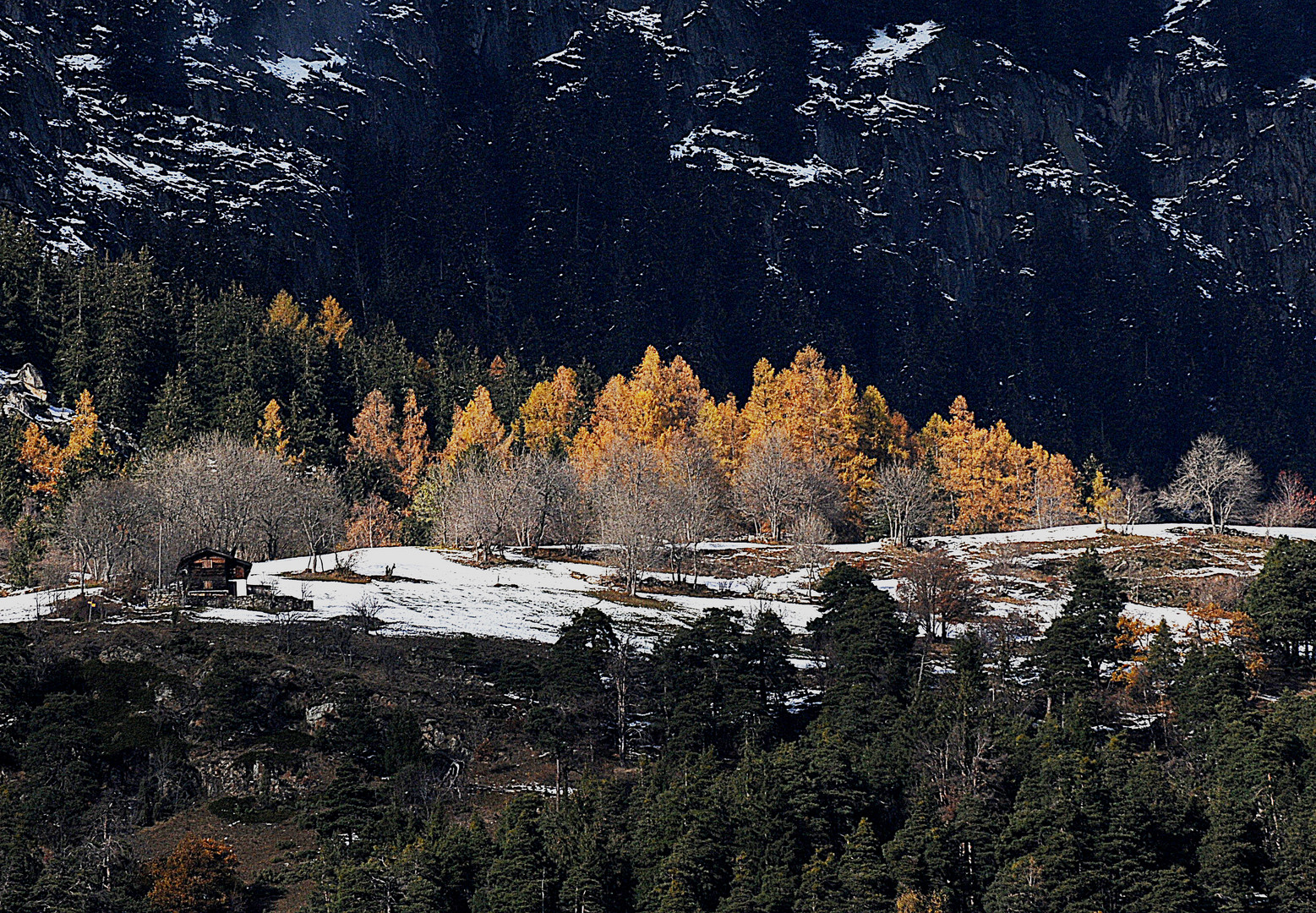 Lärchengold und Schneeweiss