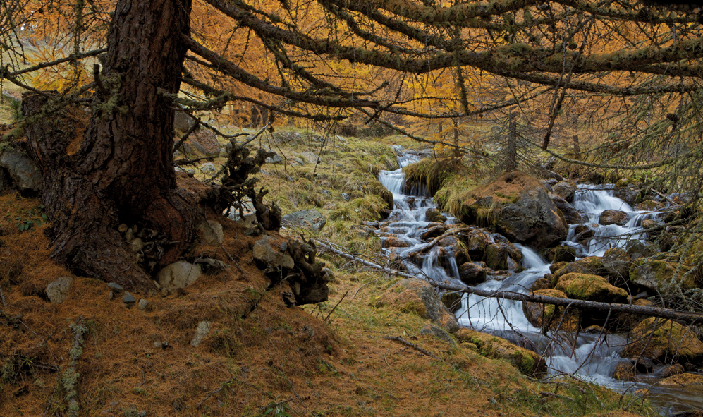 Lärchenherbst im Engadin