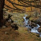 Lärchenherbst im Engadin