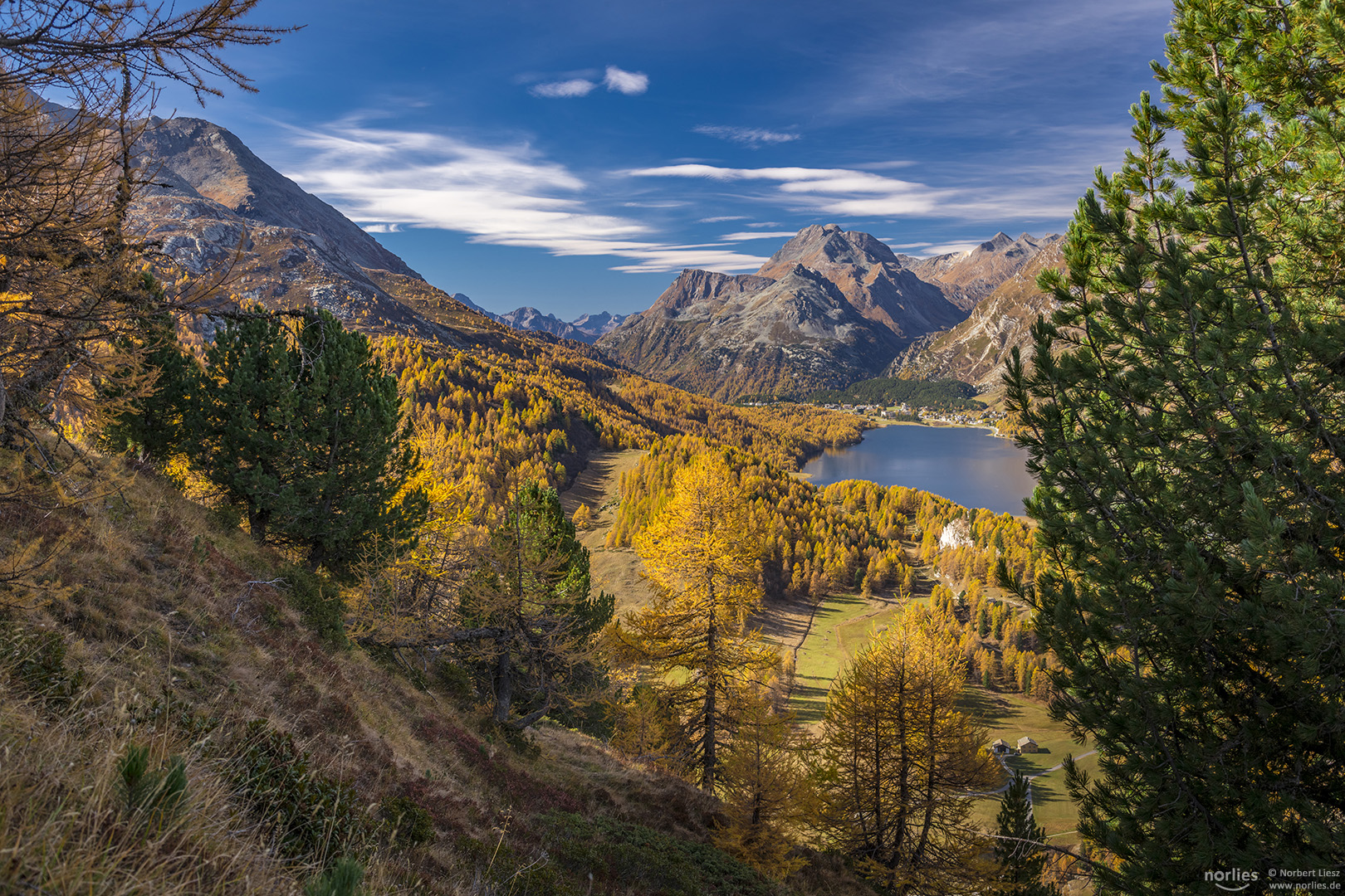 Lärchenlandschaft