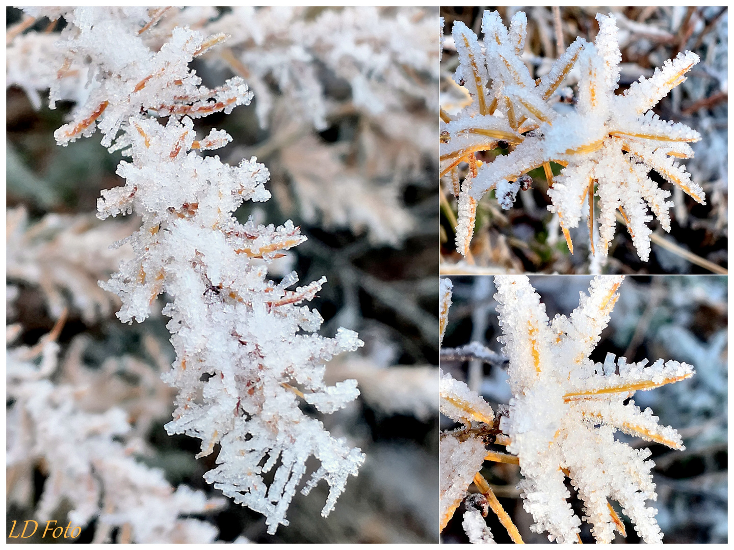 Lärchennadeln im Winterkleid