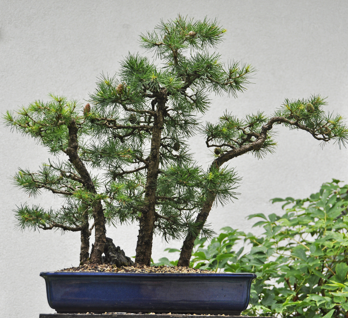 Lärchenwald-Bonsai