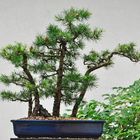 Lärchenwald-Bonsai