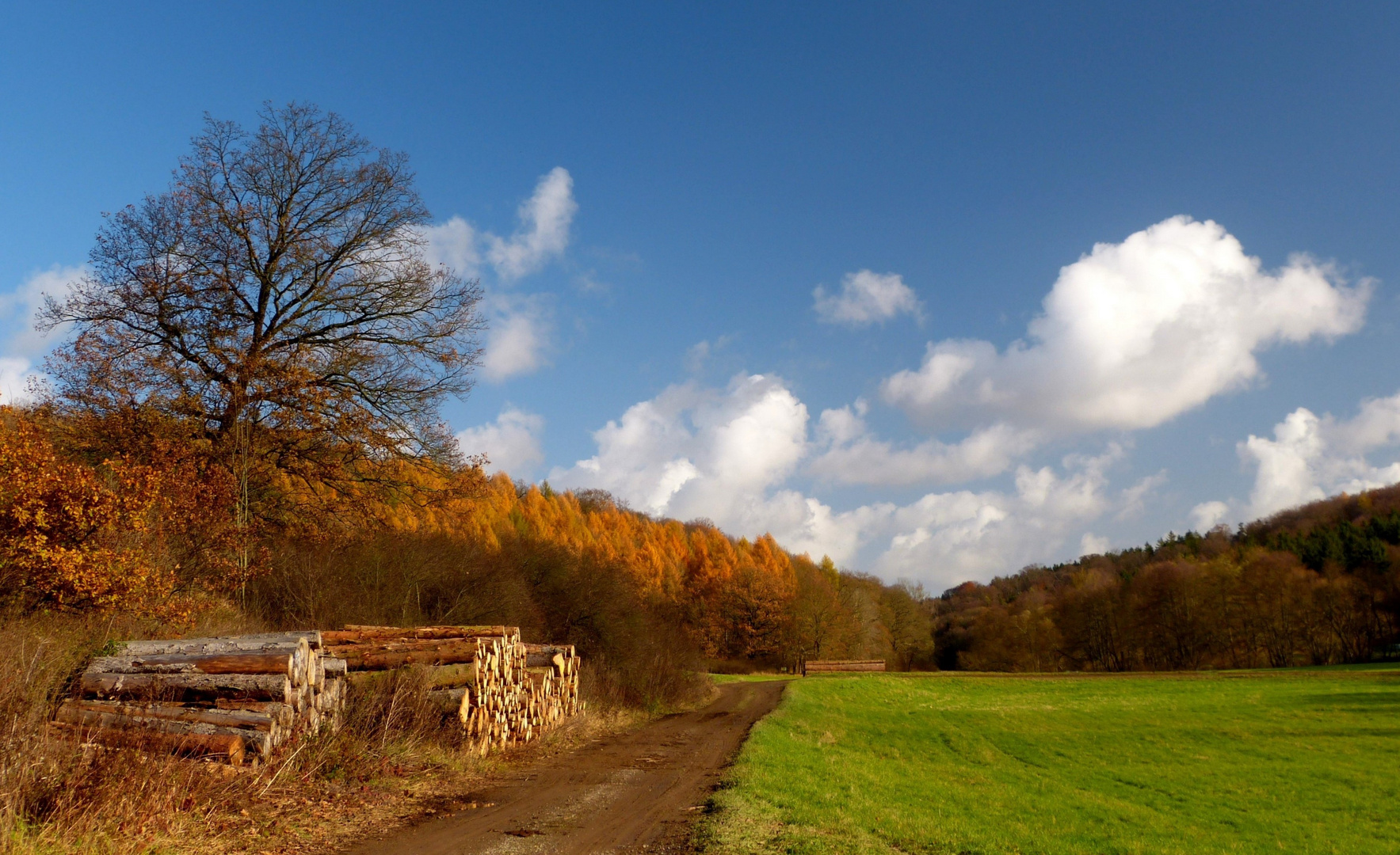 Lärchenwald im Goldrausch