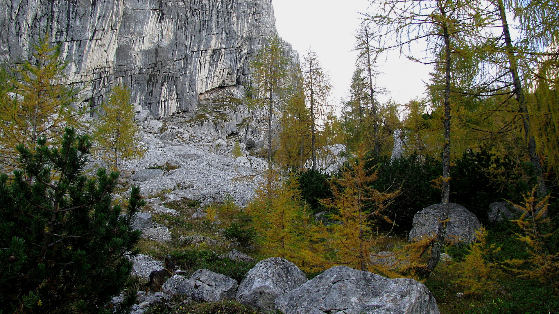 Lärchenwald im Herbst