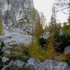 Lärchenwald im Herbst