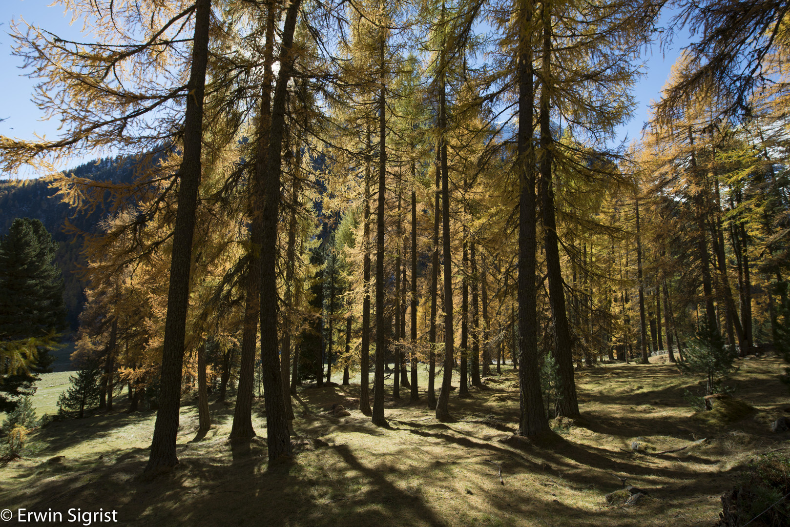 Lärchenwald im Herbst