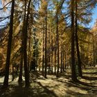 Lärchenwald im Herbst