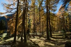 Lärchenwald im Herbst