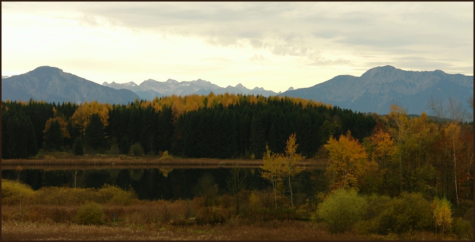 Lärchenwald im Herbst