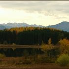 Lärchenwald im Herbst