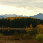 Lärchenwald im Herbst