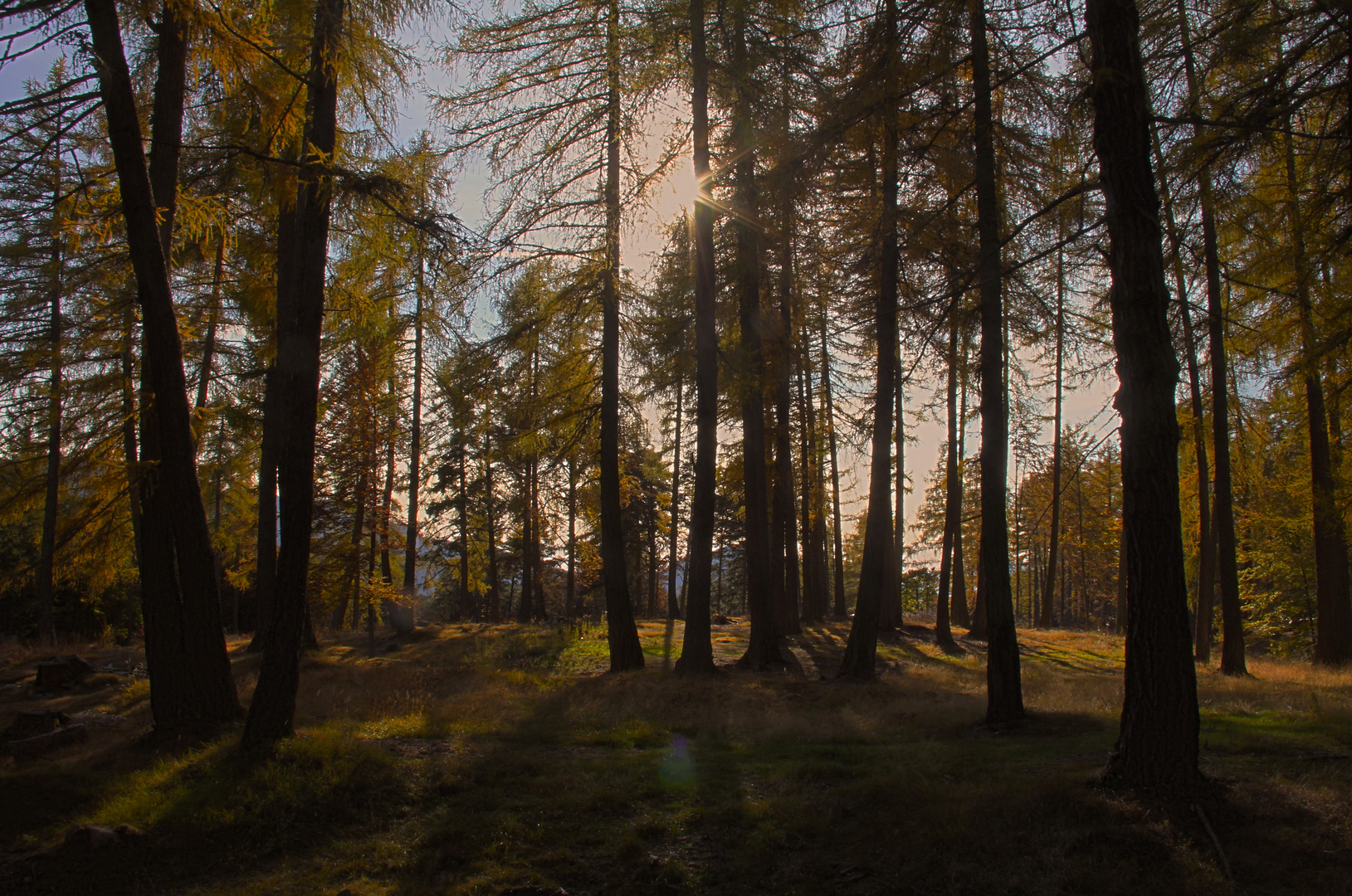 Lärchenwald im Herbstlicht