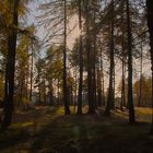 Lärchenwald im Herbstlicht