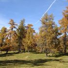 Lärchenwald im Oktober