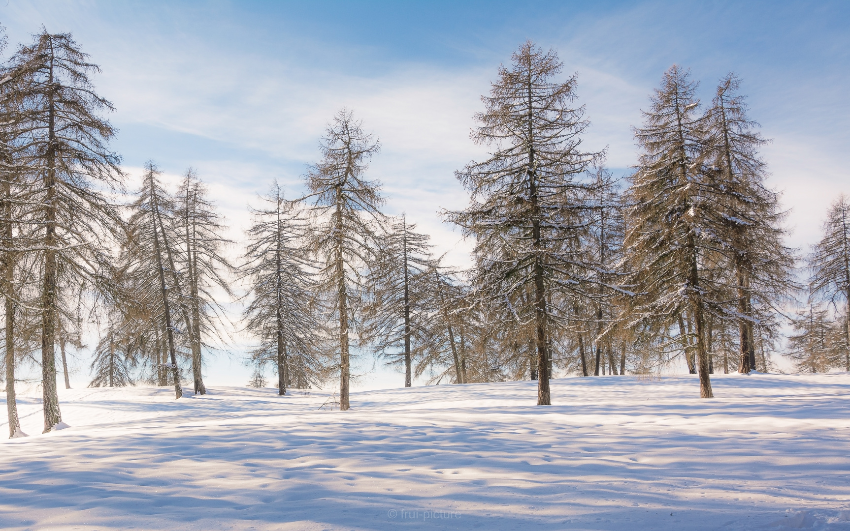 Lärchenwald im Winter