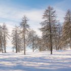 Lärchenwald im Winter