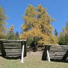 LÄRCHENWALD MIT LAVINENSCHUTZEINRICHTUNG