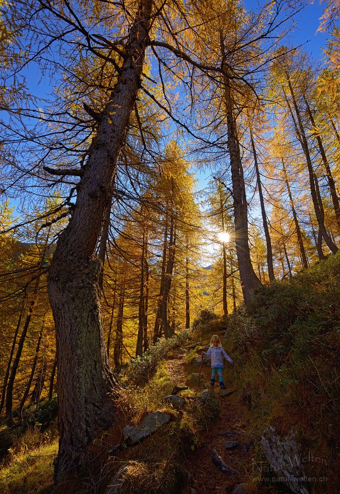 Lärchenwandern