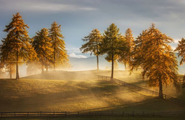 Lärchenwiese auf dem Salten