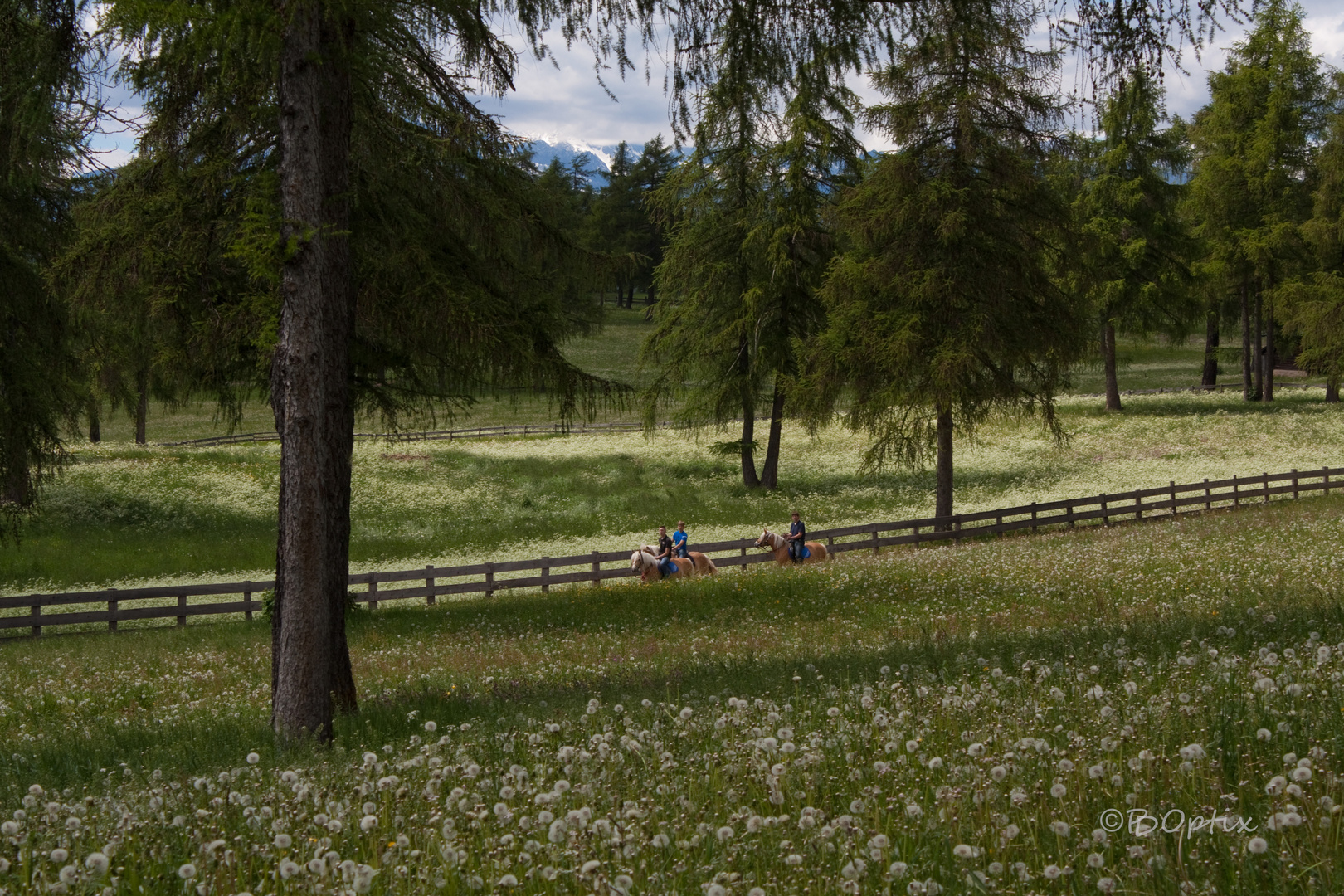 Lärchenwiesen auf dem Salten