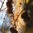 Lärchenzapfen im Herbst