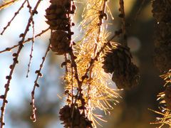 Lärchenzapfen im Herbst