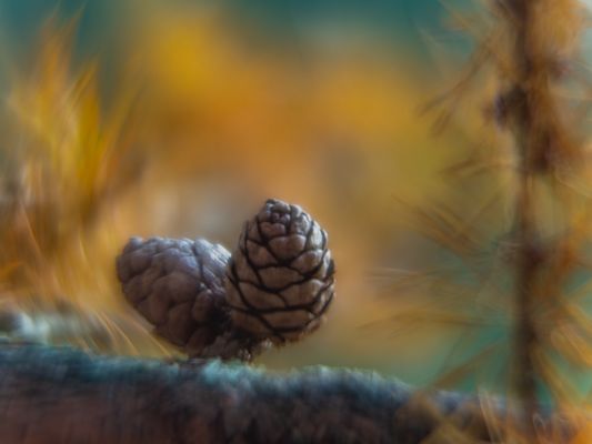 Lärchenzapfen im Lärchenlaub.