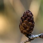 Lärchenzapfen im Winter