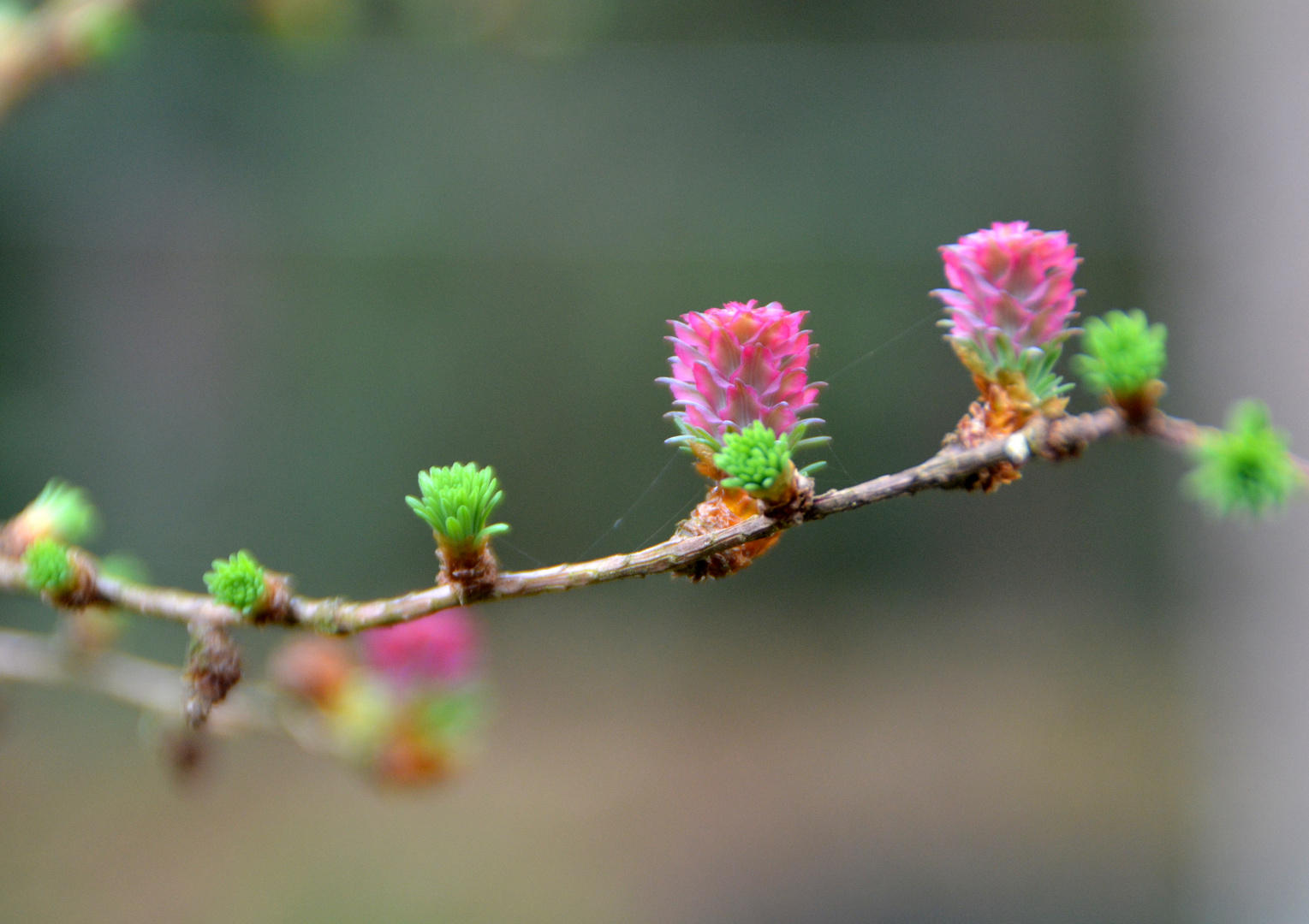 Lärchenzweig mit Blüten ....