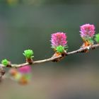 Lärchenzweig mit Blüten ....